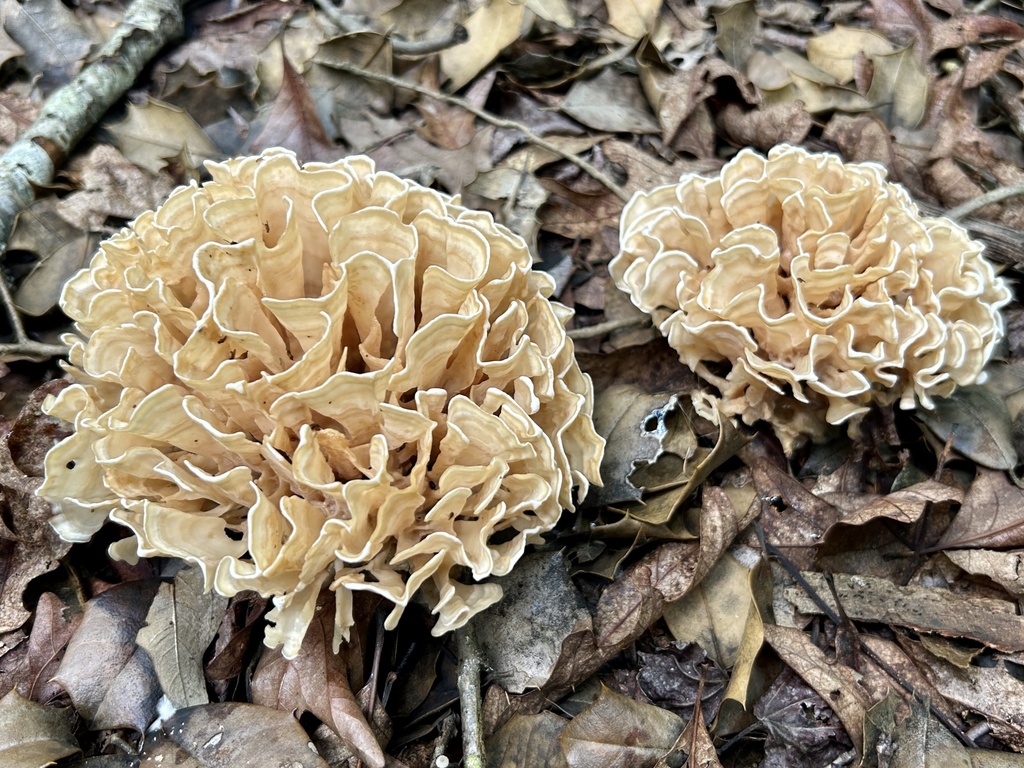 Eastern cauliflower mushroom · July 2026 · photo: Photo: (c) martin_livezey, some rights reserved (CC BY) · iNaturalist