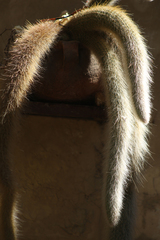 Cleistocactus colademononis