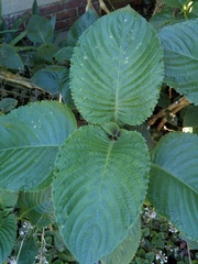 Brillantaisia
