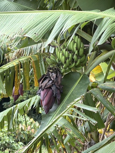 Musa acuminata observed 2026-07-12