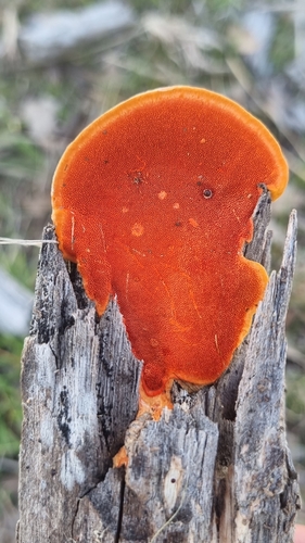 Southern Cinnabar Polypore