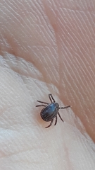 Rhipicephalus sanguineus