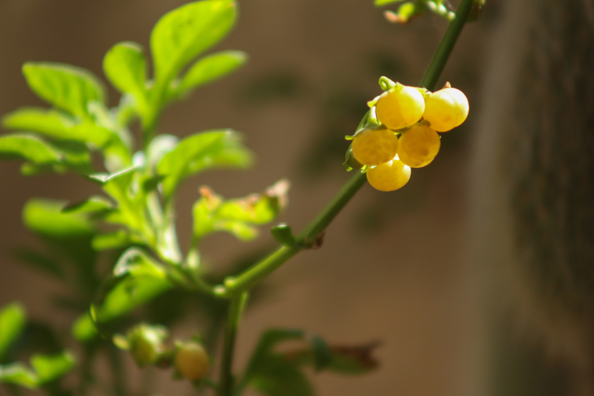 Solanum palitans