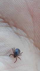 Rhipicephalus sanguineus