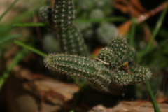 Lobivia silvestrii