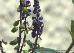 Megachile amparo