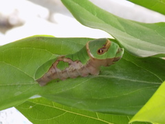 Papilio menatius victorinus