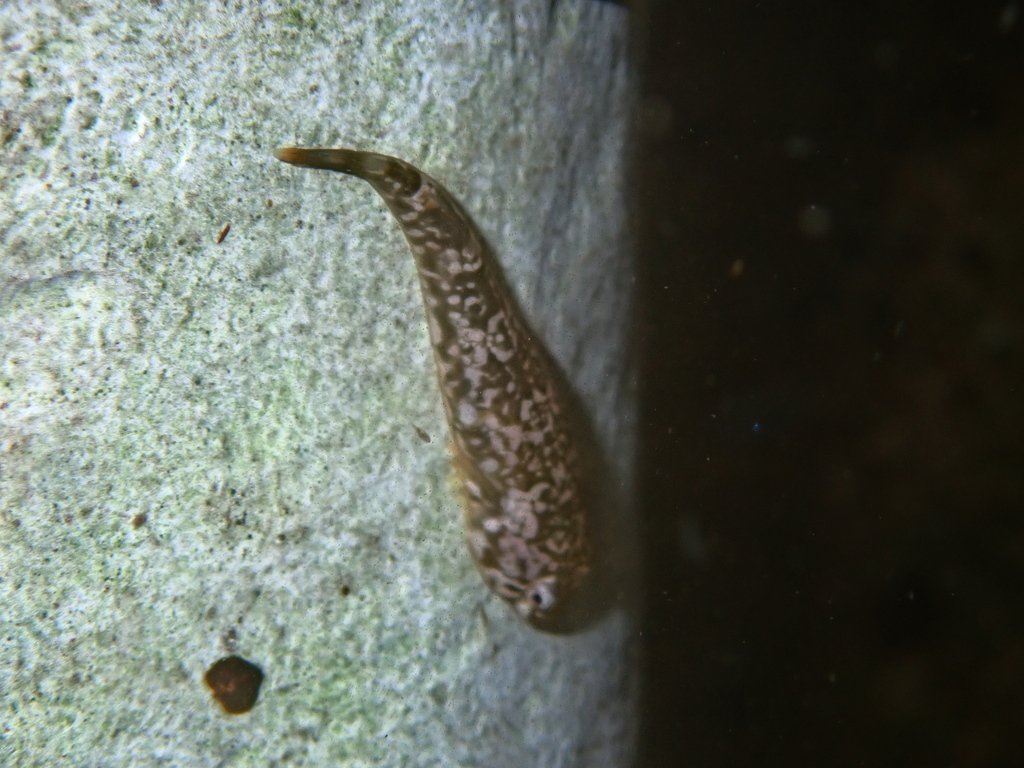 Smallsucker Clingfish