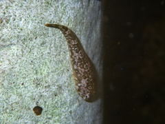 Smallsucker Clingfish photo 1