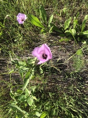 Calochortus splendens