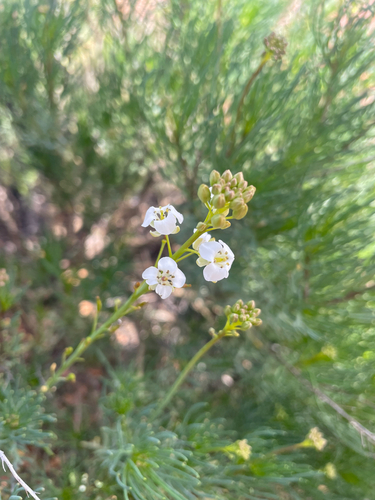 Arabidella glaucescens