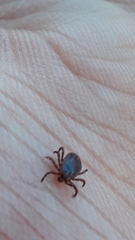 Rhipicephalus sanguineus