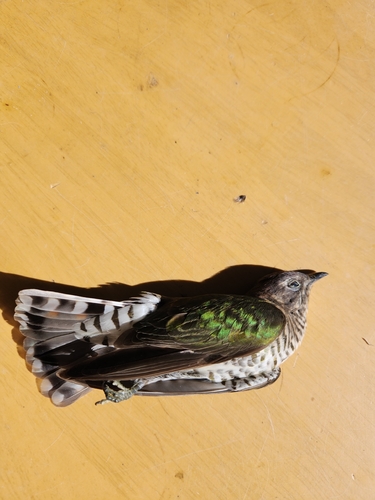 Shining Bronze Cuckoo