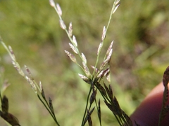 Eragrostis curtipedicellata