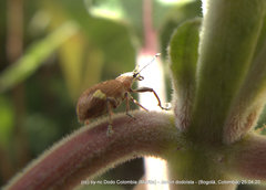 Mimographus