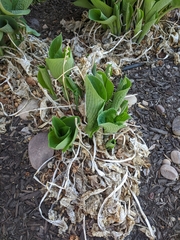 Hosta