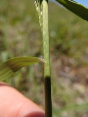Eragrostis curtipedicellata