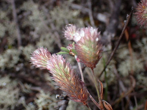 Trifolium arvense observed 2026-07-12
