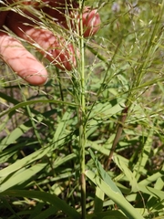 Eragrostis curtipedicellata