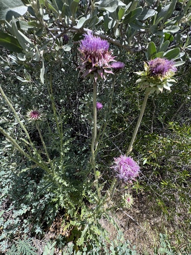 musk thistle