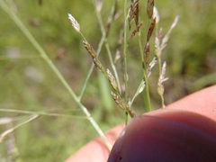 Eragrostis curtipedicellata