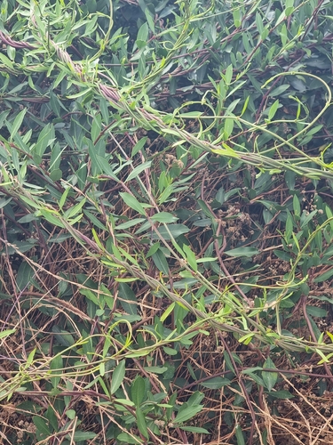 Periploca laevigata, photograph 6