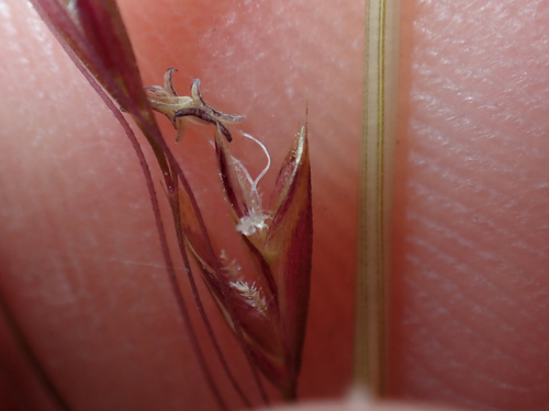Deschampsia nubigena observed 2026-07-12