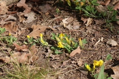 Chamaecytisus ratisbonensis