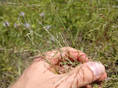 Eragrostis curtipedicellata