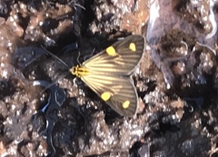 Phaeochlaena lampra