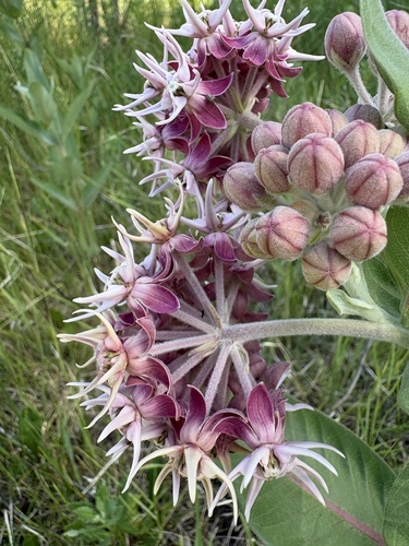 showy milkweed