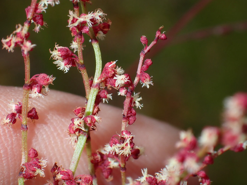 Rumex acetosella observed 2026-07-12