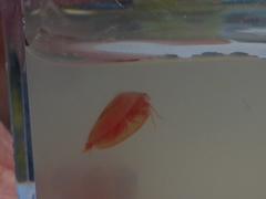 Cyzicus californicus