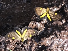 Phaeochlaena lampra
