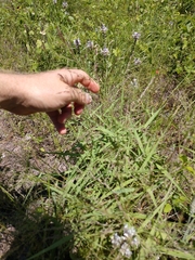 Eragrostis curtipedicellata