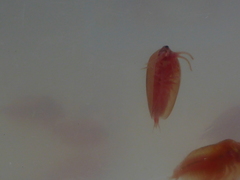 Cyzicus californicus