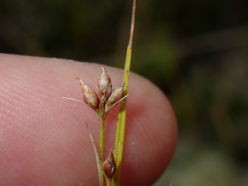 Rhynchospora, 2026-07-12
