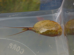 Lepidurus packardi