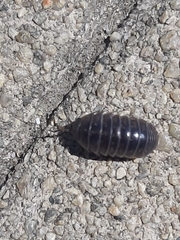 Armadillidium vulgare