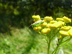 Conocephalus dorsalis