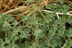 (c) Jane Weeden, some rights reserved (CC BY) Physalis hederifolia, photograph (c) Jane Weeden, some rights reserved (CC BY)