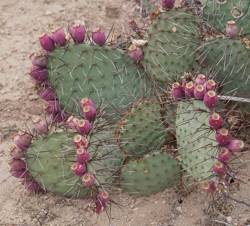 Opuntia macrocentra, photograph 6