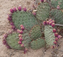 Opuntia macrocentra, photograph (c) Jane Weeden, some rights reserved (CC BY)