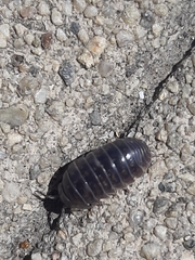 Armadillidium vulgare