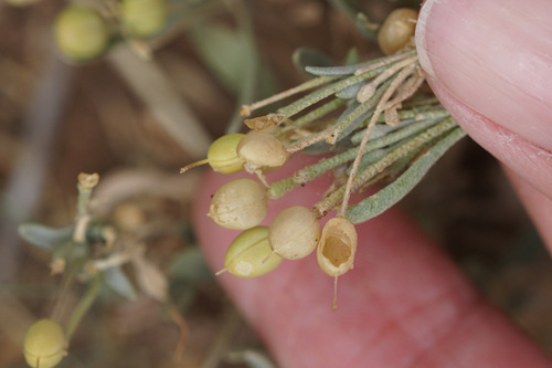 Physaria fendleri, photograph 1