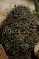 Cactaceae