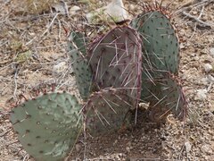 Opuntia macrocentra, photograph (c) Jane Weeden, some rights reserved (CC BY)