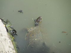 Trachemys venusta