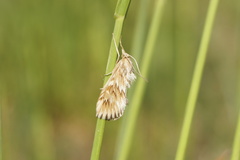 Cynaeda dentalis