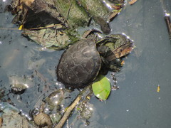 Trachemys venusta